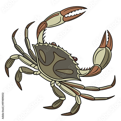A colorful cartoon style illustration depicts a crab with prominent claws and detailed shell markings facing forward high quality professional modern elegant