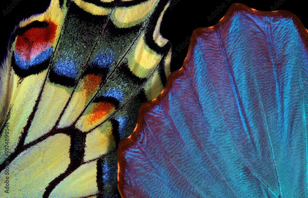 Obraz premium Close-up of the wings of a bright blue tropical morpho butterfly and an Old World swallowtail