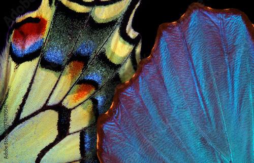 Close-up of the wings of a bright blue tropical morpho butterfly and an Old World swallowtail