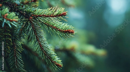 Close-up of a dew-kissed pine branch with soft focus background