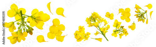 Rapeseed flowers isolated on white background, Top view. Flat lay