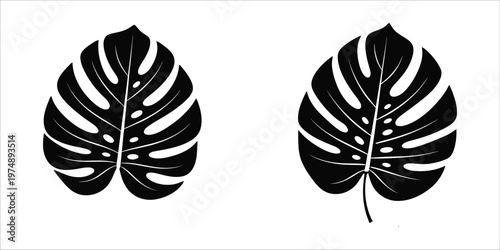 Monstera deliciosa leaves a black and white botanical illustration