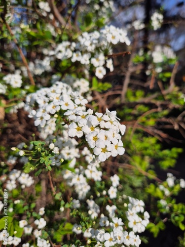Bridal Wreath Spirea