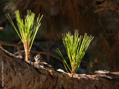 Emerging Pine Tree Shoots on Bark - Close-up of two bright green pine needle shoots growing from rough tree bark, highlighted by a spotlight effect of sun in a forest.