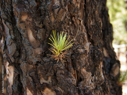 Pine Sapling Emerging from Textured Bark - Tiny, bright green pine shoot growing from the thick, rough, dark bark of a tree trunk, symbolizing survival and new life.