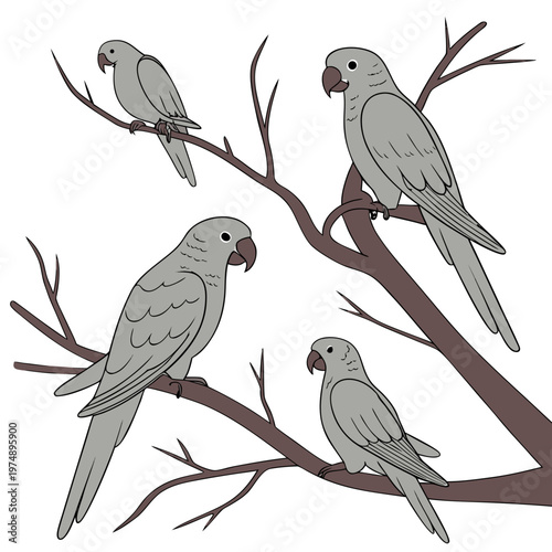 A charming illustration depicts four grey parrots perched on thin brown branches against a clean white background high quality professional detailed modern