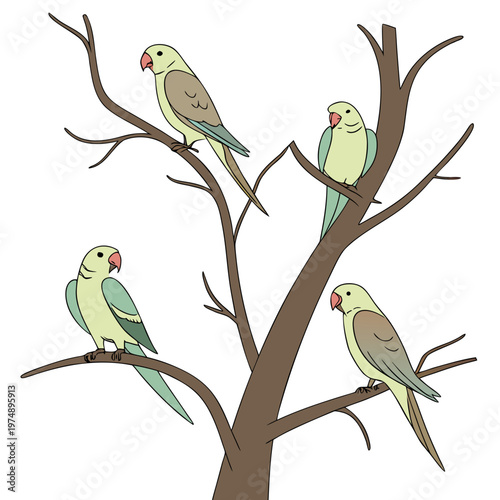 Four rose ringed parakeets perch on dark brown branches displaying subtle green and grey plumage against a plain white background high quality