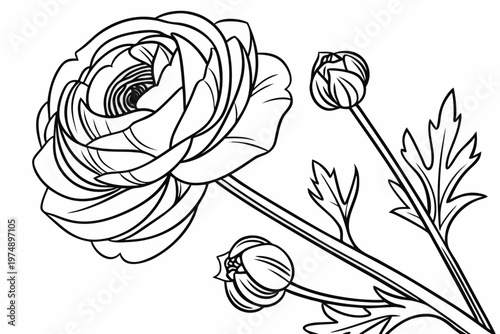 coloring page line art the ranunculus flower black vector