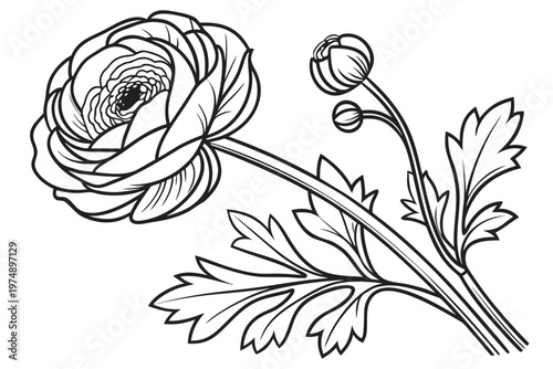 coloring page line art the ranunculus flower black vector