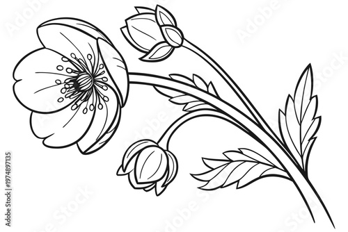 coloring page line art the ranunculus flower black vector