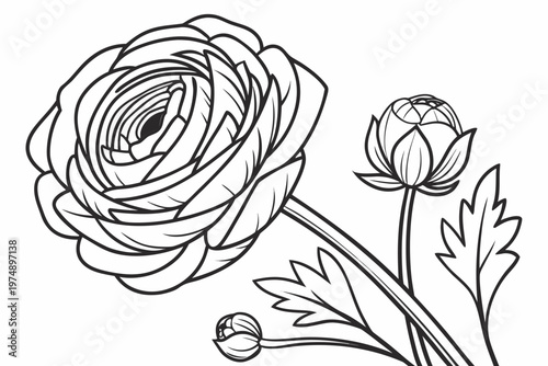coloring page line art the ranunculus flower black vector