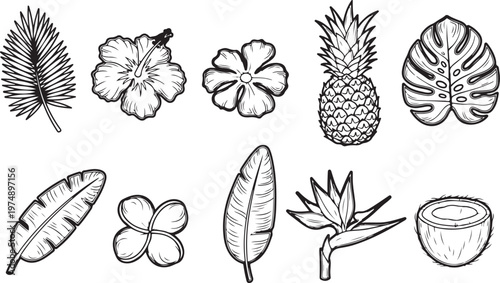Illustration of different conifer and broadleaf seed types and structures Vector