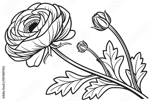 coloring page line art the ranunculus flower black vector