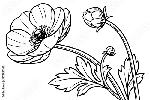coloring page line art the ranunculus flower black vector