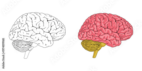 Human Brain icon vector illustration. Human Brain symbol line, fill, and color icon for education