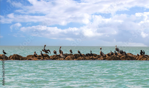 Resting Sea Birds on a Tropical Sand Bar in Florida