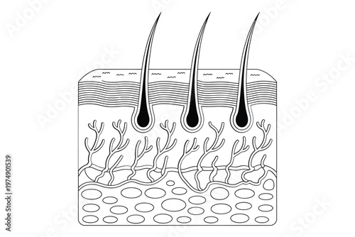 A simplified illustration depicts a cross section of human skin showcasing hair follicles and nerve endings