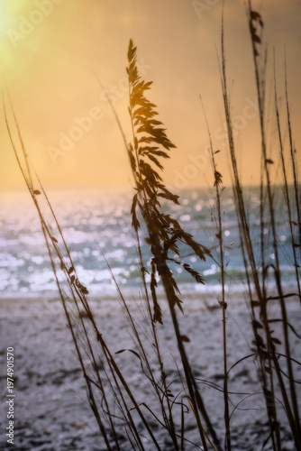 Peaceful Sun Setting On the Horizon with Sea Grass