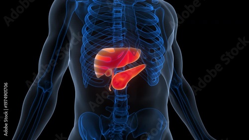 Human Internal Digestive Organ Liver with Pancreas and Gallbladder Anatomy Animation Concept
