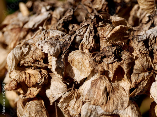 Hydrangea petals dried naturally in the sun on the plant