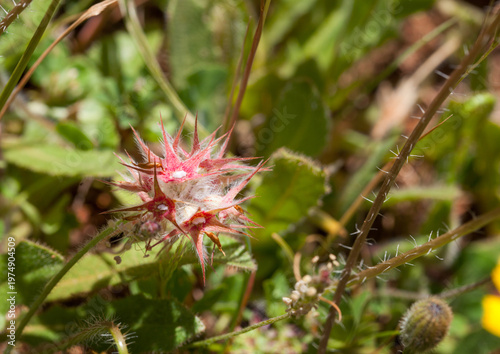 Star clover Spiky Seed Pod with Soft Fibers