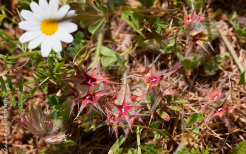 Star Clover in Sunlit Meadow