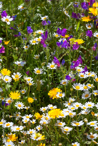 Vibrant Spring Meadow: Daisies, Dandelions and Purple wild flowers