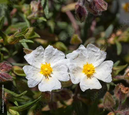 Delicate White Rockrose Blossoms in Sunlit Garden
