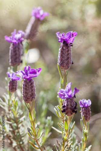 Vibrant Purple Wild Lavender in Sunlit Field