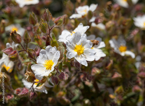 White Rockrose Flowers with Fuzzy Buds