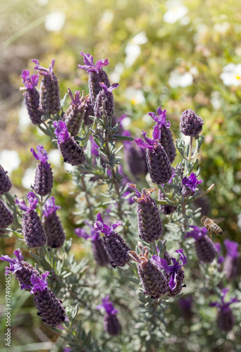 Wild Lavender Blooms