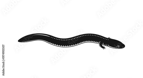 Black Salamander Silhouette on White Background