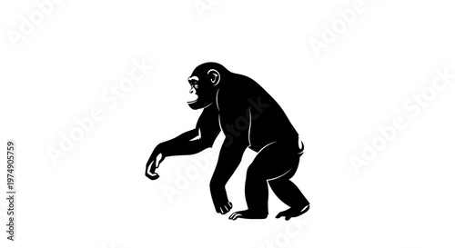 Silhouette of a chimpanzee walking, black and white, isolated on white background