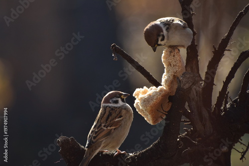 Schilderij op canvas Sparrows peck at a crust of bread on a spring day