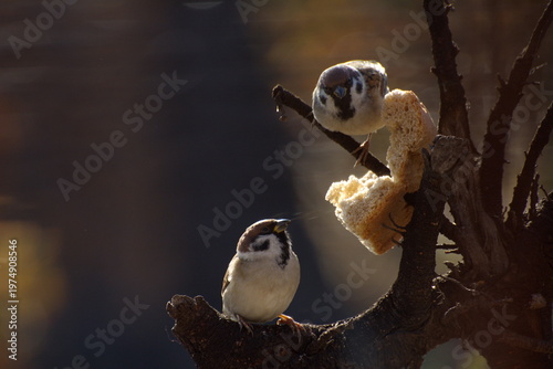 Foto Sparrows peck at a crust of bread on a spring day