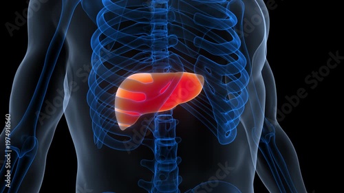 Human Internal Digestive Organ Liver Anatomy Animation Concept