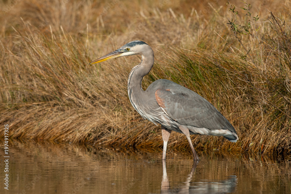 Fototapeta premium Great blue heron wading in natural wetland habitat