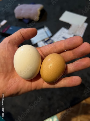 Human hand holding two different color raw eggs white and brown indoors on dark background