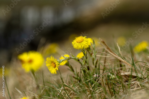 Foto Macro photo of a coltsfoot flower (Tussilago farfara) showing fine details of its bright yellow petals and central structure
