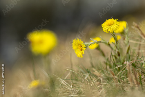 Billede på lærred Macro photo of a coltsfoot flower (Tussilago farfara) showing fine details of its bright yellow petals and central structure