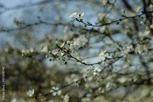 Foto cherry blossom in spring