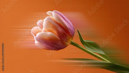 Delicate tulip bloom with soft pink and peach hues against a blurred orange background