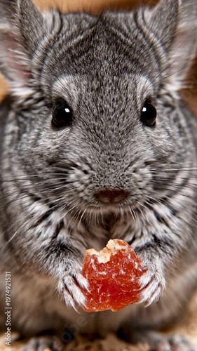 A close up portrait of a small fluffy rodent holding and eating a piece of dried fruit