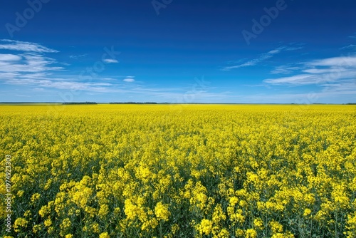 Vast yellow flower field under a bright blue sky with wispy clouds