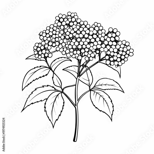 Elderberry bush in bloom, botanical illustration, black and white style