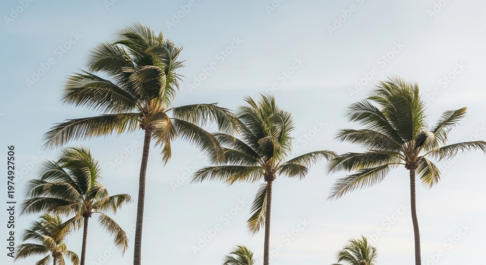 Fototapeta premium Natural Beauty Of Tall Palm Trees