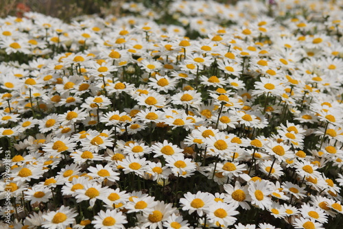 デイジー（ヒナギク）の花壇