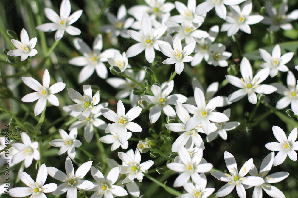 Fototapeta premium Ornithogalum umbellatum blooms in the garden in spring