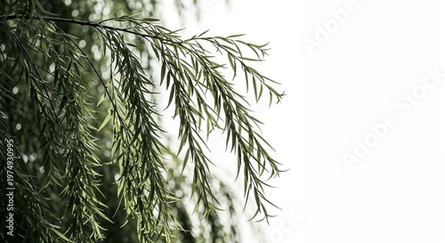 Weeping willow branch close up with delicate green leaves isolated on white background with copy space