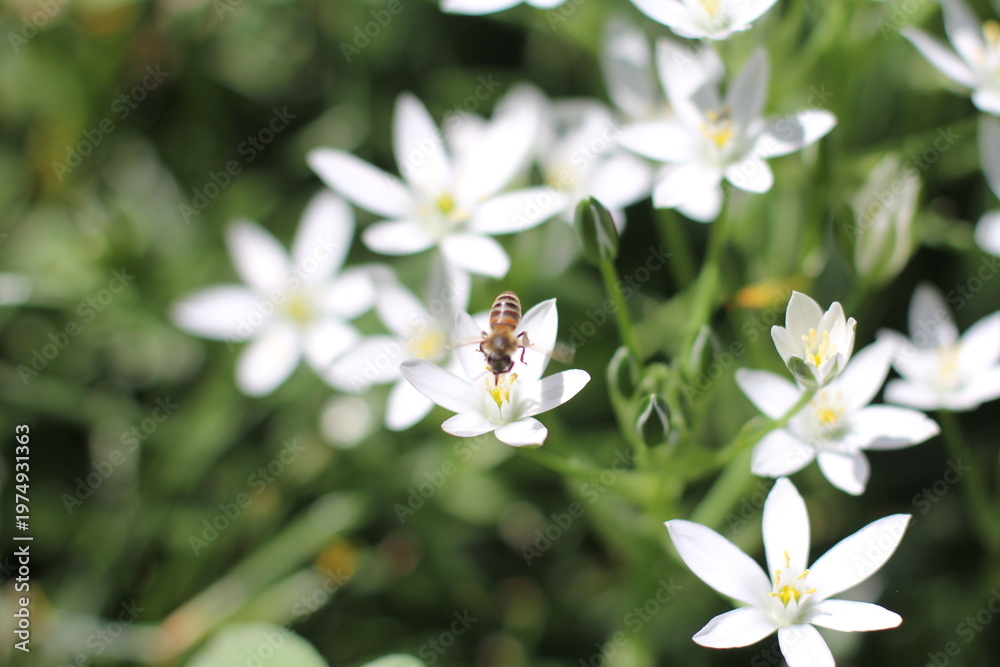 Fototapeta premium A bee lands on a flowering Ornithogalum umbellatum in a garden in spring.